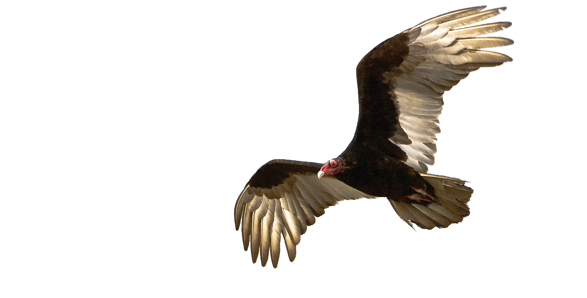 The Science of Turkey Vultures - Bay Nature Magazine